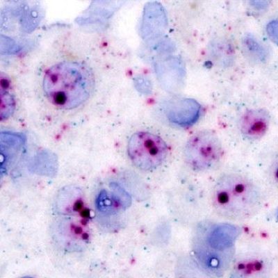 Descoberta amplia entendimento sobre os circovírus, tradicionalmente restritos a animais