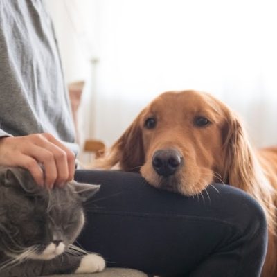 (Foto: Divulgação/ROYAL CANIN®)