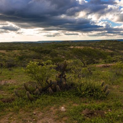 Área desertificada em recuperação pela Aura