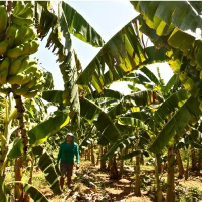 Cliente do Agroamigo em plantação de bananas no Vale do Açu (foto: Tibico Brasil)