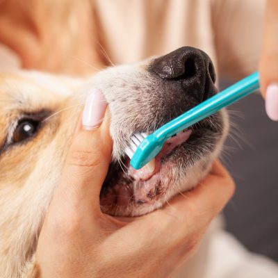 woman brushes dog's teeth with toothbrush, taking care of oral cavity, caring for pets, love.