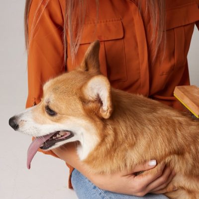 The owner combs out the fur of a corgi dog with a brush, caring for the dog's health
