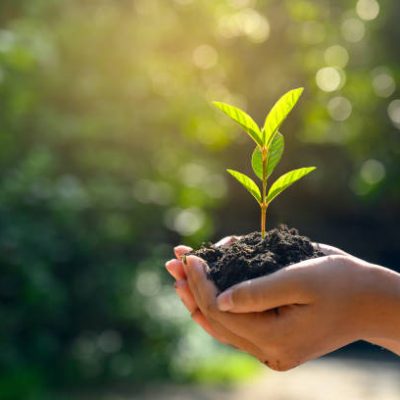 In the hands of trees growing seedlings. Bokeh green Background Female hand holding tree on nature field grass Forest conservation concept