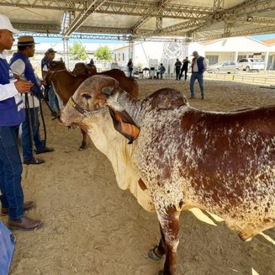 Julgamento de animais bovinos na Expo Seridó