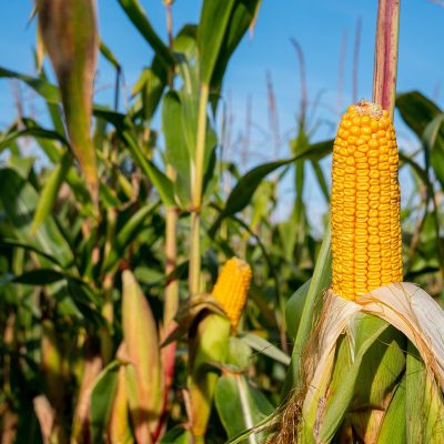 previsão de intensificação do El Niño