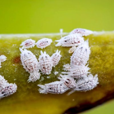 Cochonilha, inseto sugador de seiva, pode causar grandes danos a plantações de cactos no semiárido. Foto: @boedefeld1969/Adobe Stock