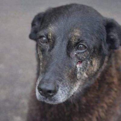 Cão Orelha
Divulgação