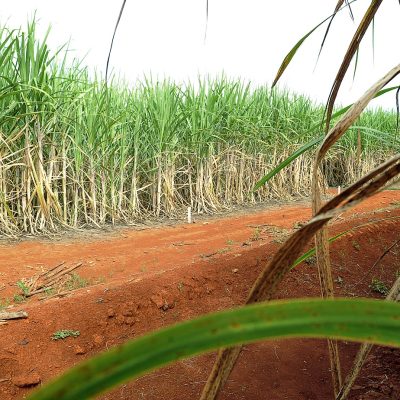 Produção nordestina de cana-de-açúcar deverá crescer 3,7% na próxima safra, (FOTO: Elza Fiuza/ABr)