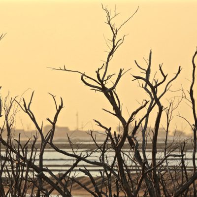 As perdas oriundas de eventos climáticos ou redução relevante de preços de mercado devem ser comprovadas por meio de laudo técnico.  
(Foto: Tibico Brasil)