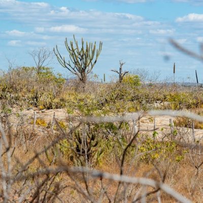 A Caatinga é considerada um um território estratégico para a promoção do desenvolvimento regional

Foto: Cacio Murilo (Depositphotos)
