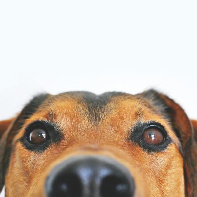 Veja soluções práticas para quem precisa de atendimento animal perto de casa, com foco em conveniência, cuidado e confiança.