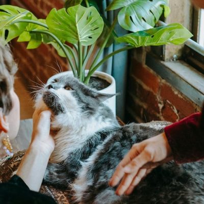 Saúde Única reconhece que a saúde de humanos, animais e ambientes compõe um mesmo sistema - Foto: Pexels