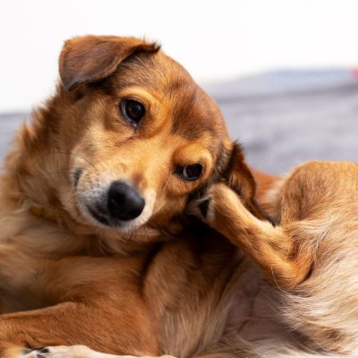 Créditos: Vera Aksionava/iStock